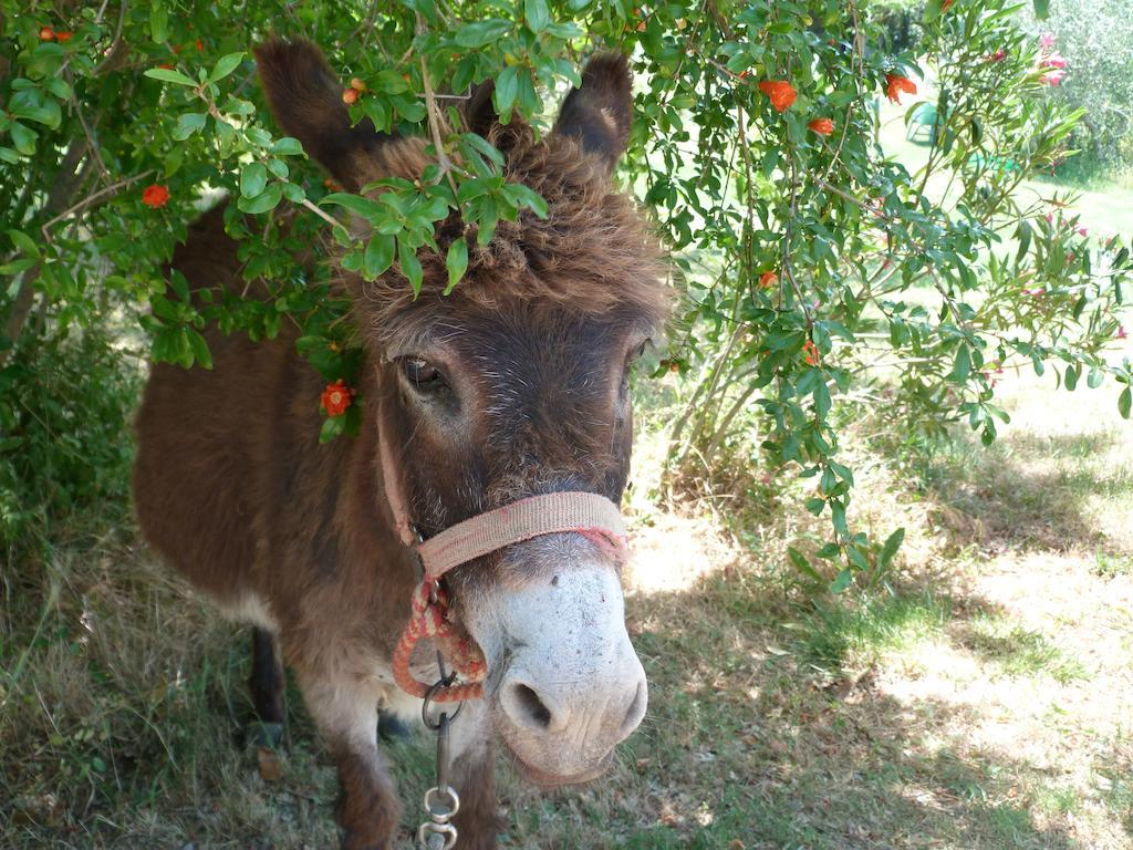 Agriturismo Apparita Montecastelli Pisano Dış mekan fotoğraf