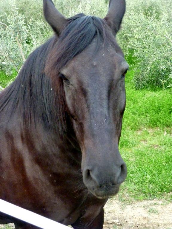 Agriturismo Apparita Montecastelli Pisano Dış mekan fotoğraf